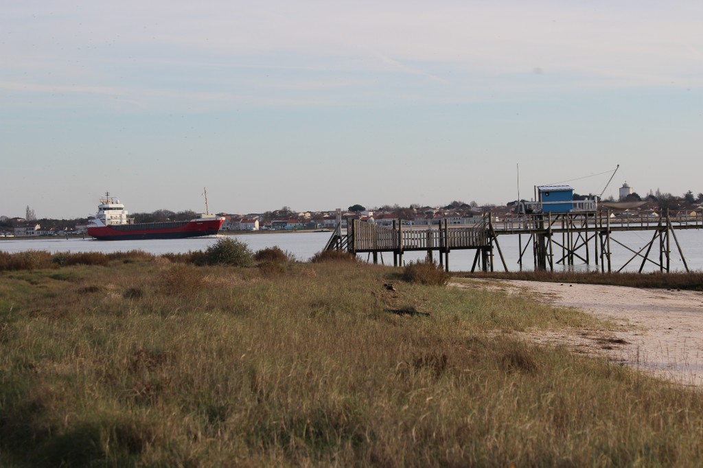 Depuis le fort Vasou à l'embouchure de la Charente - Port des Barques sur la rive opposée - JX 1953