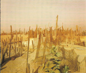 Langue de Barbarie - JX1953