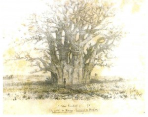 Un baobab – 1873 - (Route de Hann – Environs de Dakar) - JX1953