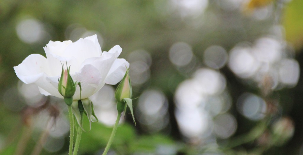 Dix novembre 2017-Rochefort-Echillais 049-1