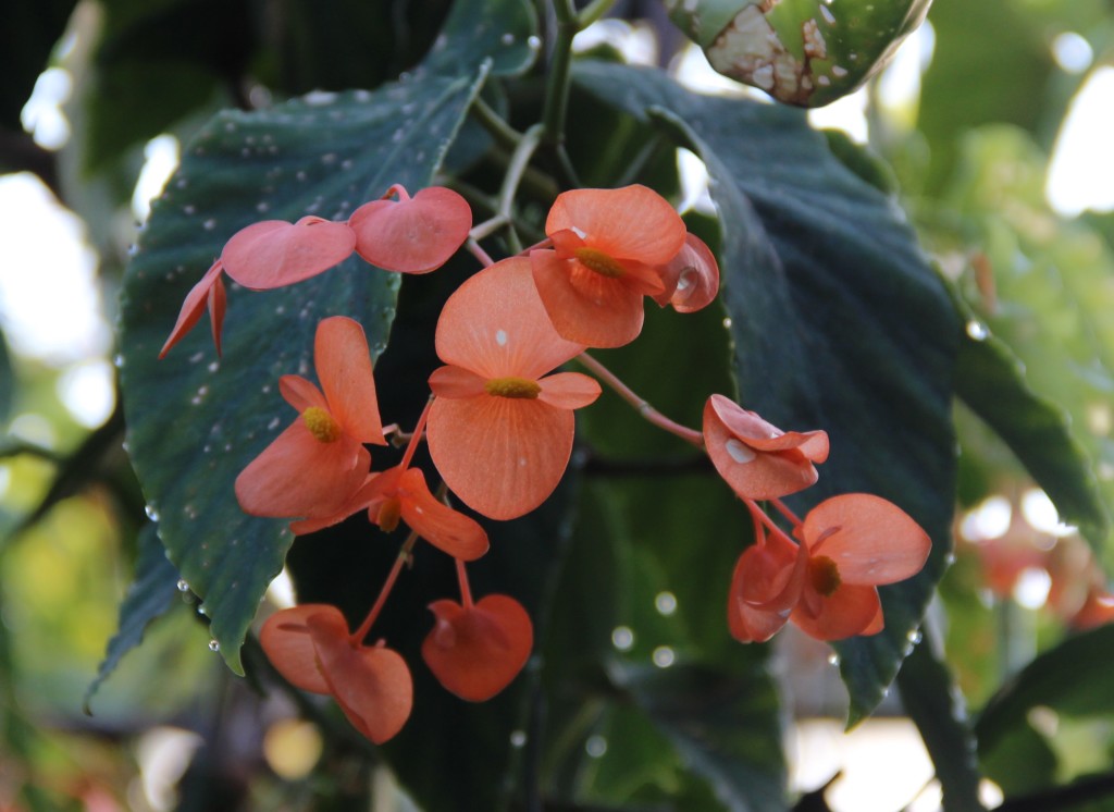 Conservatoire Bégonia