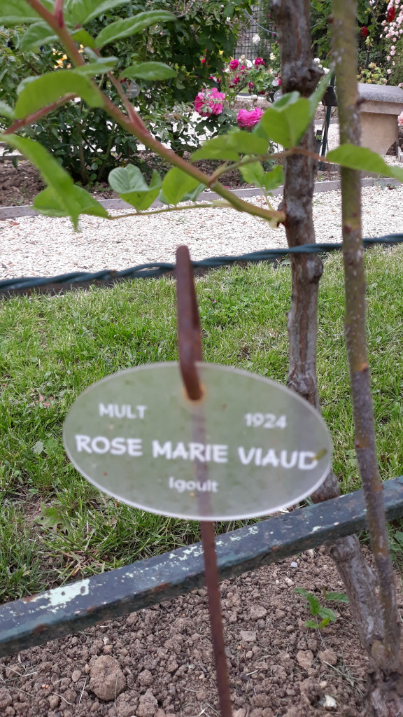 Rose M Viaud-1924_2